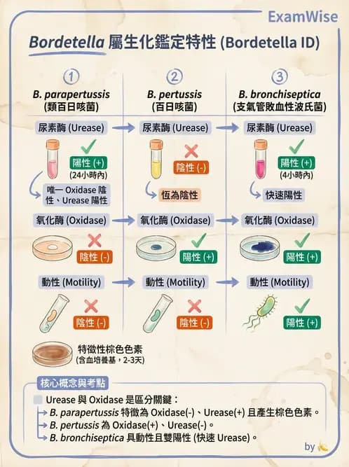 醫檢師 - 奈瑟菌與挑剔性革蘭氏陰性菌 - AI 圖文解析預覽