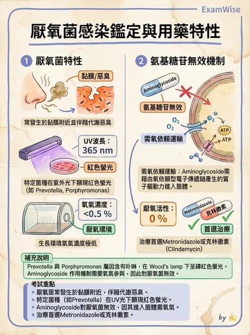 醫檢師 - 厭氧菌 - AI 圖文解析預覽