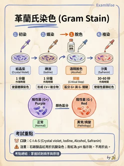 醫檢師 - 檢驗基礎技術 - AI 圖文解析預覽