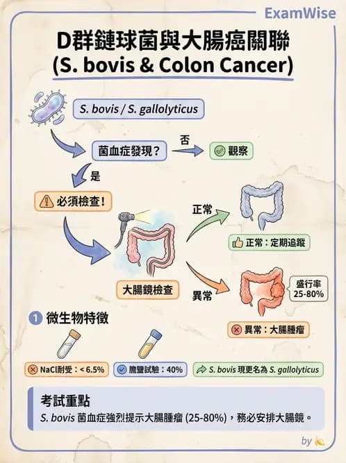 醫檢師 - 鏈球菌與其他革蘭氏陽性桿菌 - AI 圖文解析預覽