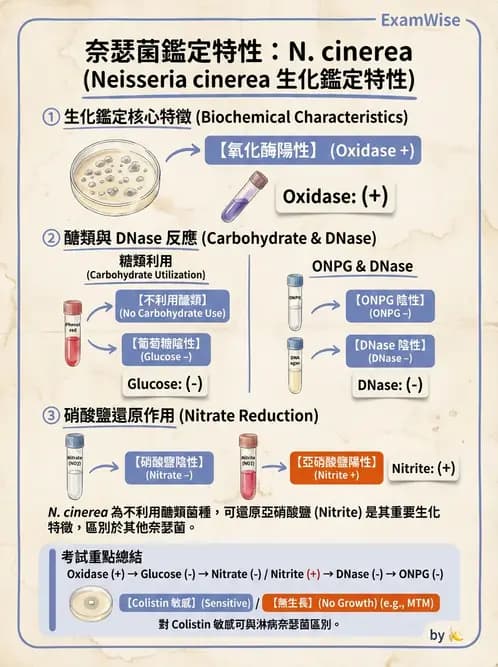 醫檢師 - 奈瑟菌與挑剔性革蘭氏陰性菌 - AI 圖文解析預覽