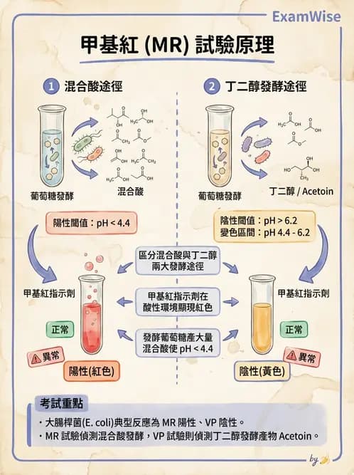 醫檢師 - 腸內菌鑑別方法與培養基 - AI 圖文解析預覽