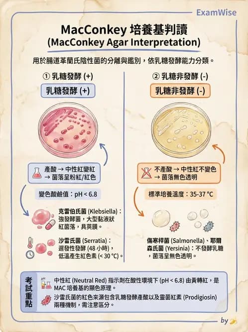 醫檢師 - 腸內菌鑑別方法與培養基 - AI 圖文解析預覽