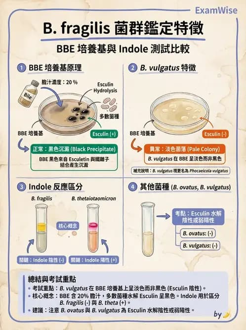 醫檢師 - 厭氧菌 - AI 圖文解析預覽
