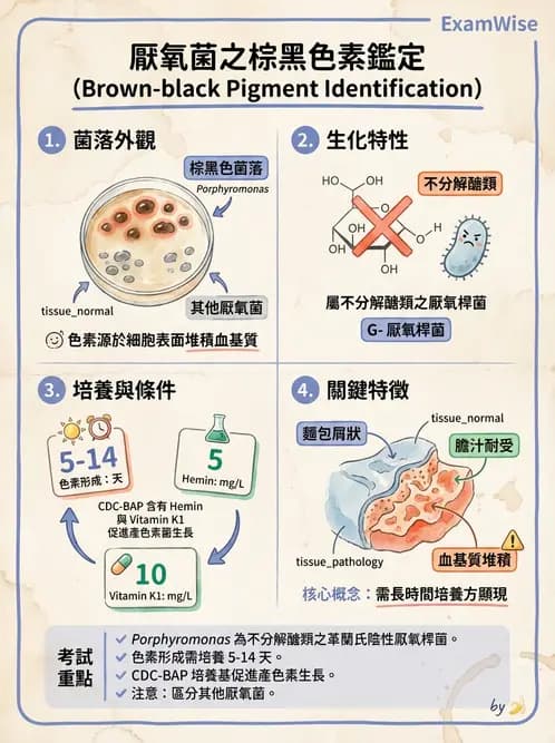 醫檢師 - 厭氧菌 - AI 圖文解析預覽
