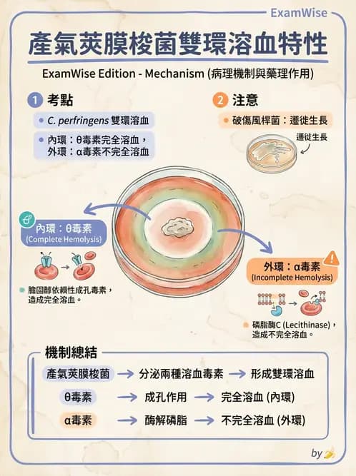 醫檢師 - 厭氧菌 - AI 圖文解析預覽
