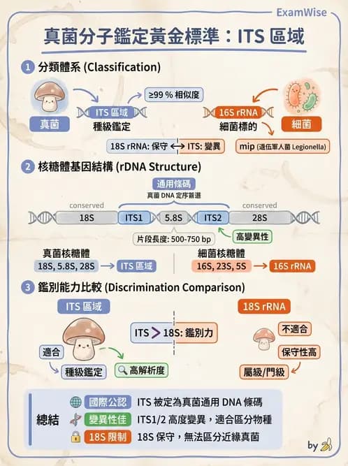 醫檢師 - 真菌診斷與治療 - AI 圖文解析預覽