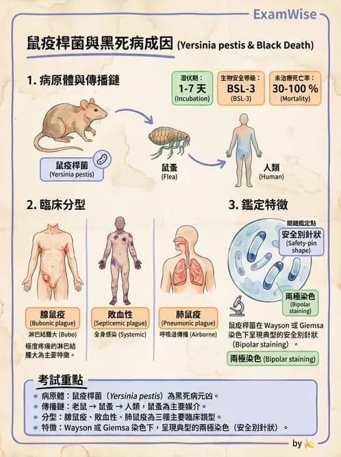 醫檢師 - 其他腸內菌科 - AI 圖文解析預覽