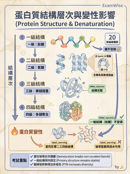 醫檢師 - 血清蛋白與蛋白質檢測 - AI 圖文解析預覽