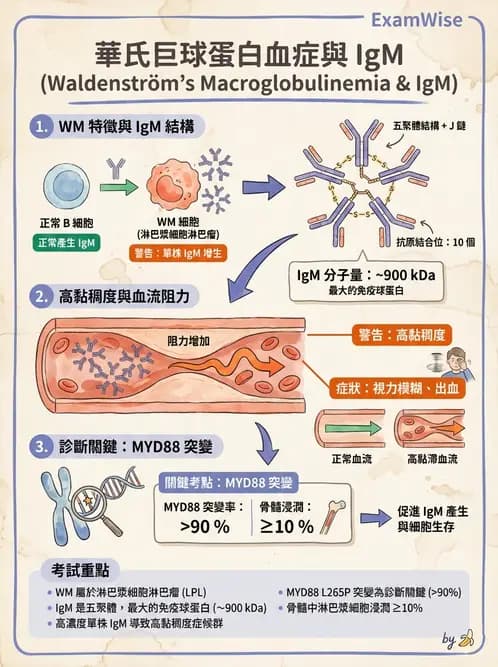 醫檢師 - 血清蛋白與蛋白質檢測 - AI 圖文解析預覽