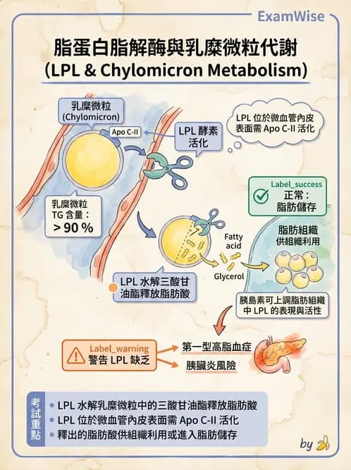 醫檢師 - 脂蛋白分類與臨床應用 - AI 圖文解析預覽