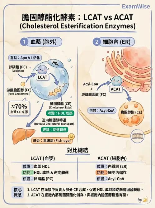 醫檢師 - 脂蛋白分類與臨床應用 - AI 圖文解析預覽