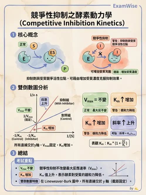 醫檢師 - 臨床酵素學基礎 - AI 圖文解析預覽