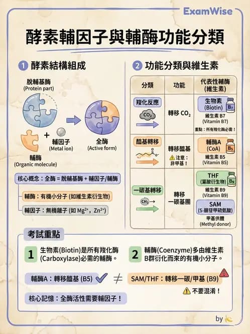 醫檢師 - 臨床酵素學基礎 - AI 圖文解析預覽