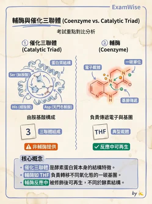 醫檢師 - 臨床酵素學基礎 - AI 圖文解析預覽