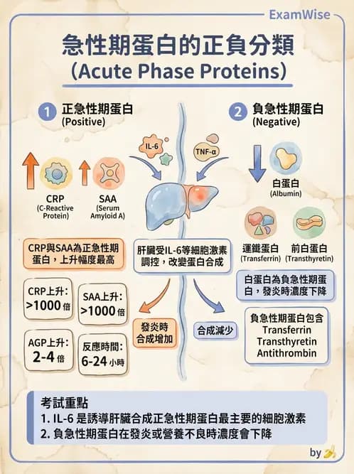 醫檢師 - 血清蛋白與蛋白質檢測 - AI 圖文解析預覽