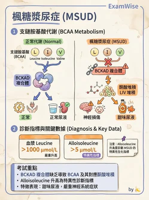 醫檢師 - 胺基酸代謝與先天性疾病 - AI 圖文解析預覽