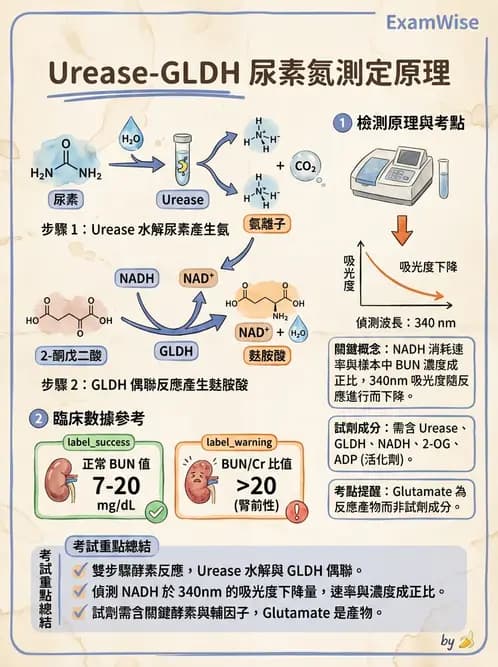 醫檢師 - 腎臟機能與代謝評估 - AI 圖文解析預覽