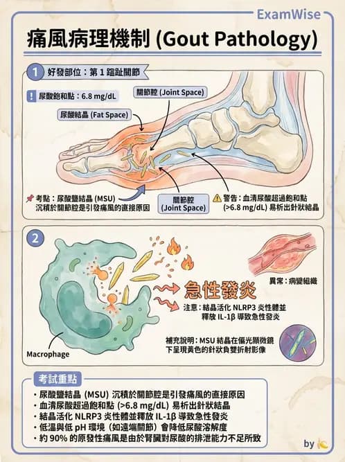 醫檢師 - 腎臟機能與代謝評估 - AI 圖文解析預覽