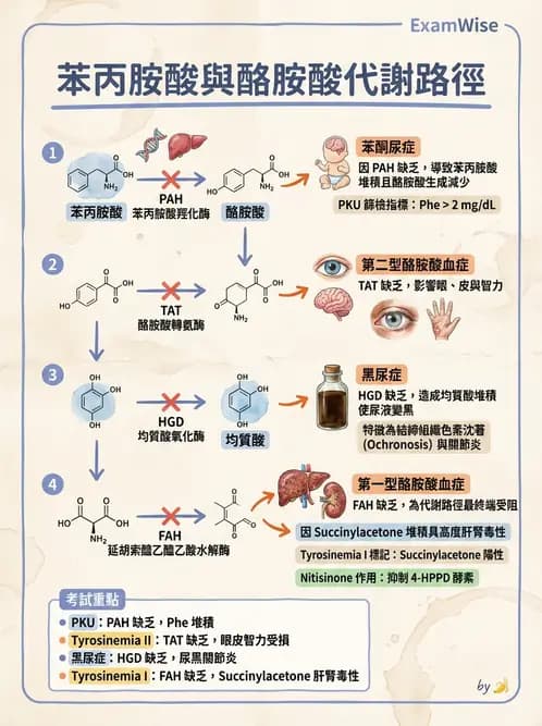醫檢師 - 胺基酸代謝與先天性疾病 - AI 圖文解析預覽