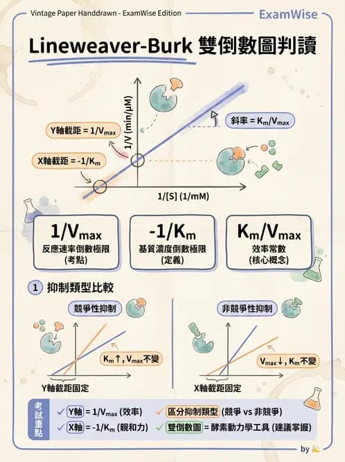 醫檢師 - 臨床酵素學基礎 - AI 圖文解析預覽