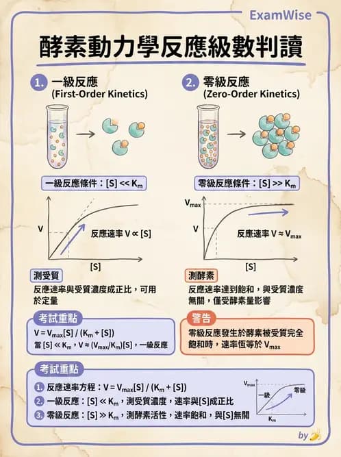 醫檢師 - 臨床酵素學基礎 - AI 圖文解析預覽