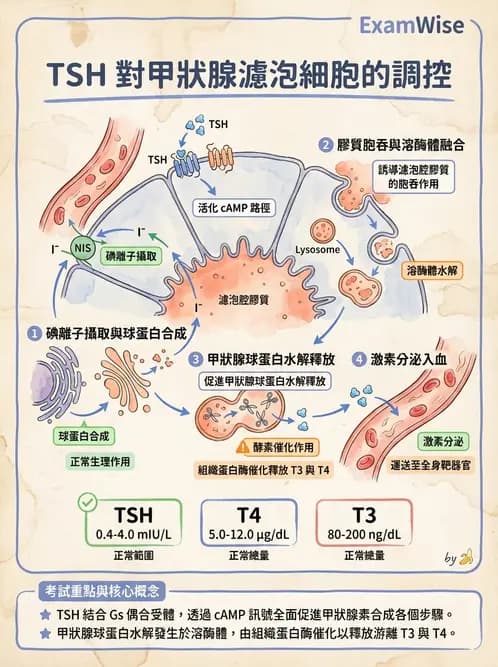 醫檢師 - 甲狀腺與垂體內分泌 - AI 圖文解析預覽