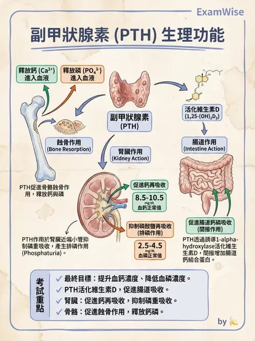 醫檢師 - 電解質與微量元素 - AI 圖文解析預覽