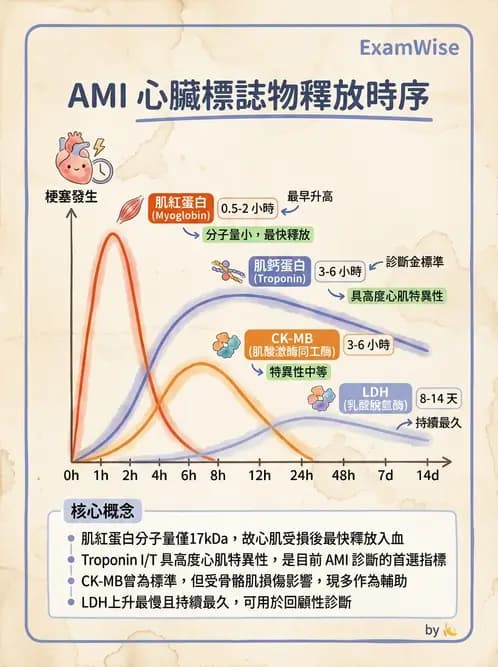 醫檢師 - 心肌標誌與心臟診斷 - AI 圖文解析預覽