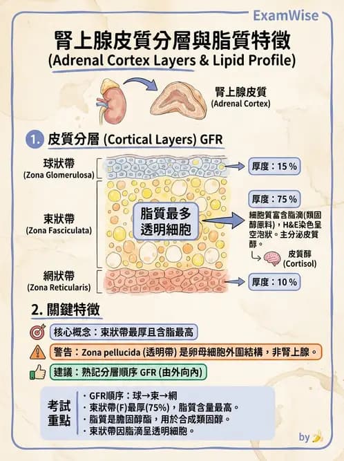 醫檢師 - 腎上腺與生殖內分泌 - AI 圖文解析預覽