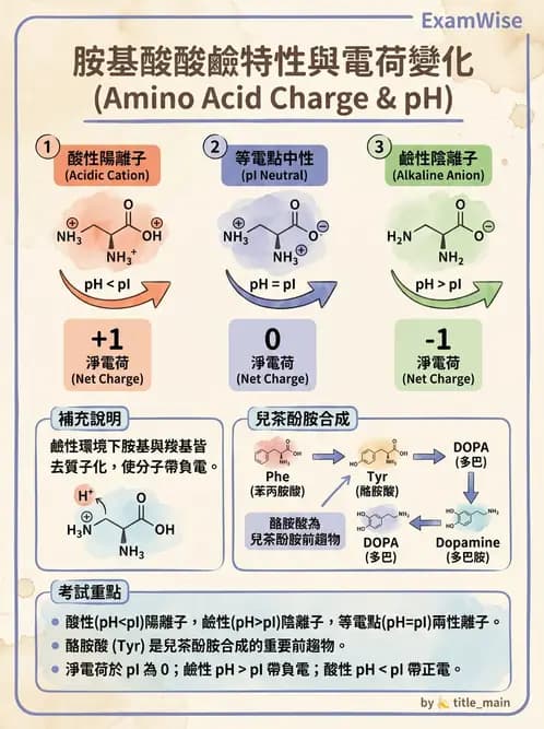 醫檢師 - 胺基酸代謝與先天性疾病 - AI 圖文解析預覽
