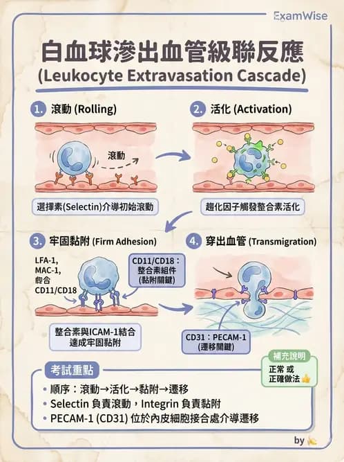 醫檢師 - 先天免疫與補體系統 - AI 圖文解析預覽