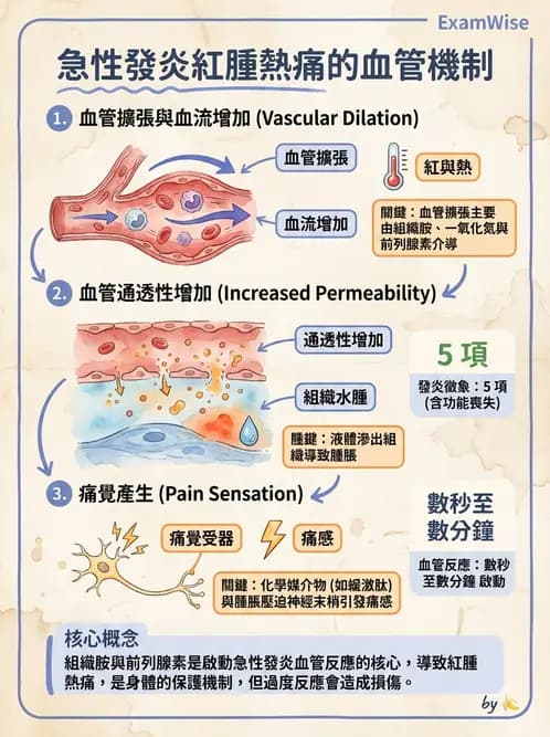 醫檢師 - 先天免疫與補體系統 - AI 圖文解析預覽