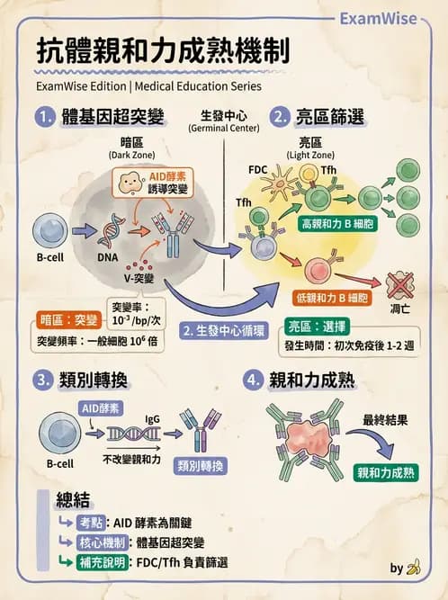 醫檢師 - B細胞發育與抗體生成 - AI 圖文解析預覽