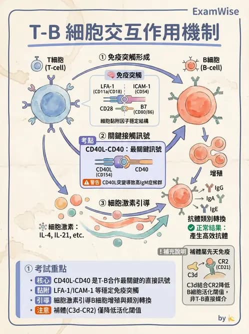 醫檢師 - T細胞發育與功能 - AI 圖文解析預覽