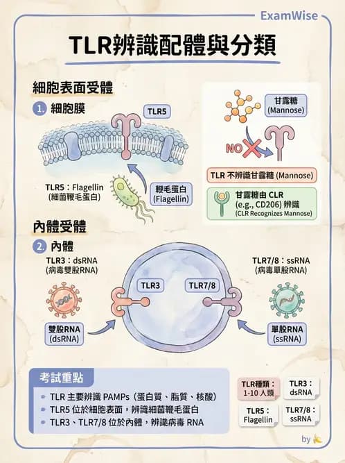 醫檢師 - 先天免疫與補體系統 - AI 圖文解析預覽