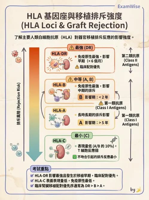 醫檢師 - 組織型與移植免疫學 - AI 圖文解析預覽