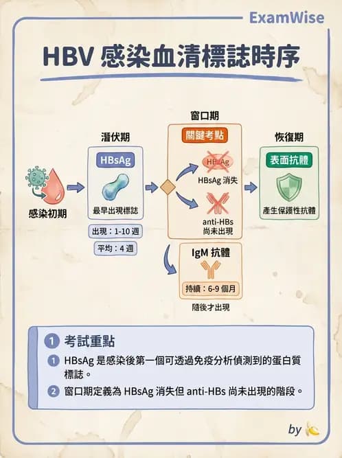 醫檢師 - B型肝炎病毒 - AI 圖文解析預覽