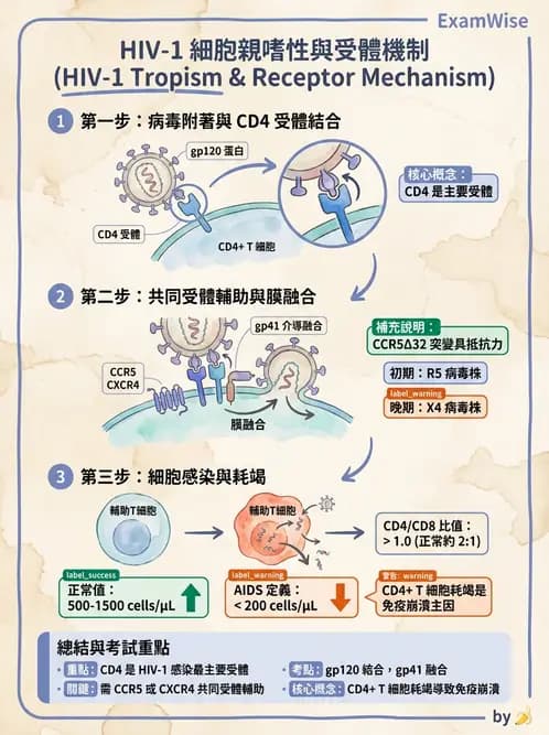 醫檢師 - 反轉錄病毒(HIV/HTLV) - AI 圖文解析預覽