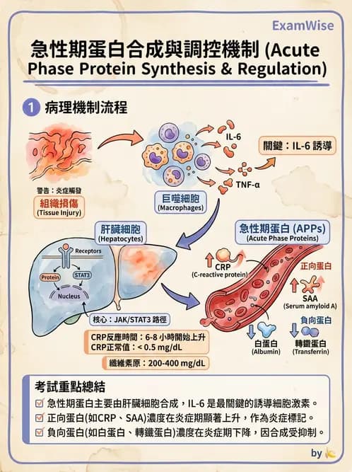 醫檢師 - 急性發炎蛋白與微生物感染血清學 - AI 圖文解析預覽