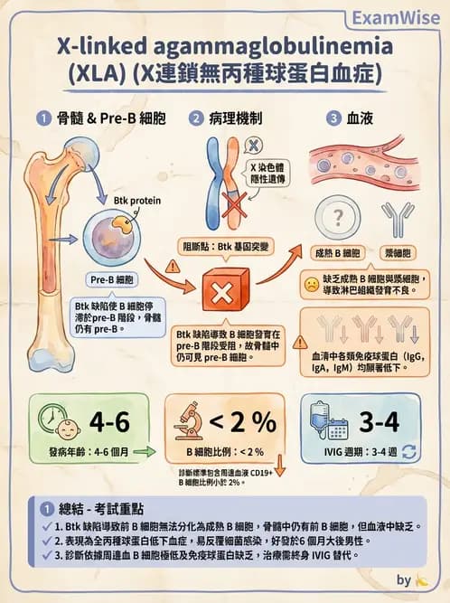 醫檢師 - 免疫缺陷 - AI 圖文解析預覽