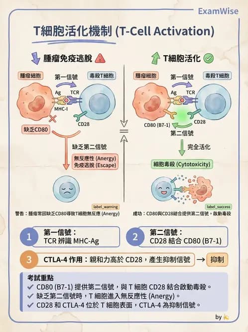 醫檢師 - 腫瘤免疫學免疫療法及疫苗 - AI 圖文解析預覽