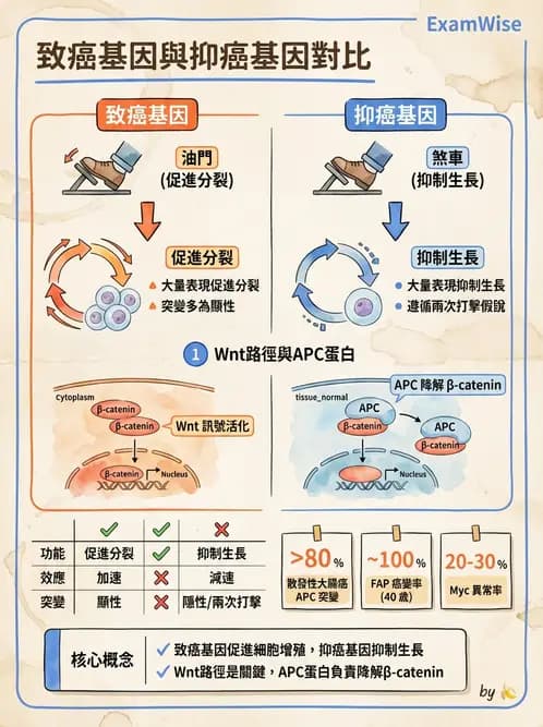 醫檢師 - 腫瘤免疫學免疫療法及疫苗 - AI 圖文解析預覽