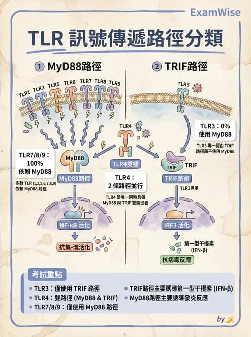 醫檢師 - 先天免疫與補體系統 - AI 圖文解析預覽