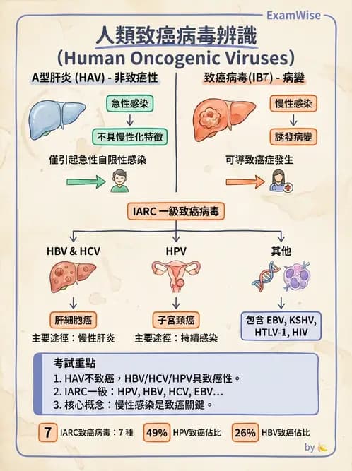 醫檢師 - 小RNA病毒科與腸道病毒 - AI 圖文解析預覽