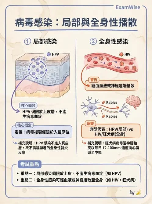 醫檢師 - 人類乳突病毒 - AI 圖文解析預覽