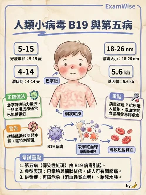 醫檢師 - 細小病毒與多瘤病毒 - AI 圖文解析預覽