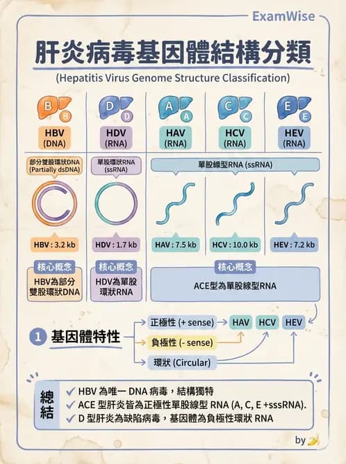 醫檢師 - B型肝炎病毒 - AI 圖文解析預覽