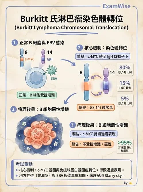 醫檢師 - 疱疹病毒科 - AI 圖文解析預覽