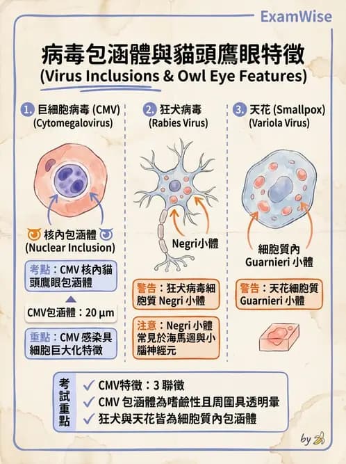 醫檢師 - 疱疹病毒科 - AI 圖文解析預覽